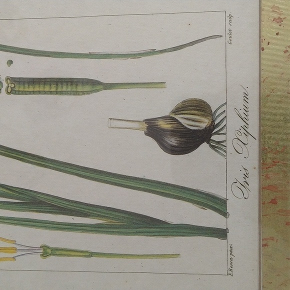 Rare antique vintage book plate botanic Iris xiphium gold frame blue - Picture 13 of 13